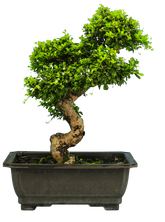 Fukien Tea (Specimen) #129